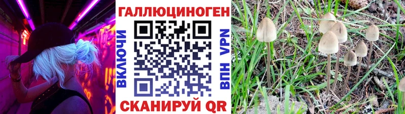 наркошоп  Спас-Клепики  Галлюциногенные грибы Psilocybine cubensis 